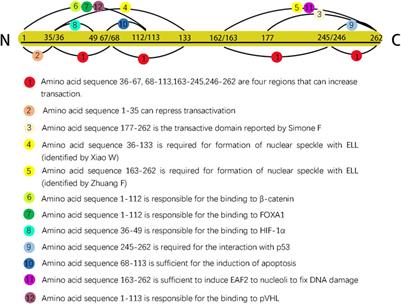 EAF2: a tumor suppressor gene with multi-aspect functions